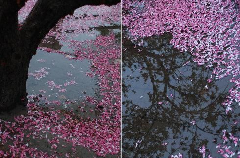 花落谁相惜是什么意思(花落相依什么意思)