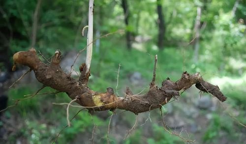 “遇到穿山龙，一身都轻松”，穿山龙是什么？山中遇到要珍惜