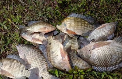 南方常见的5种野生鱼，却都是入侵鱼类且危害大，钓到尽量别放生