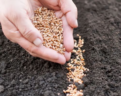 秋分节气临近，今年能种小麦了吗？分享5句种麦的农谚，句句经典