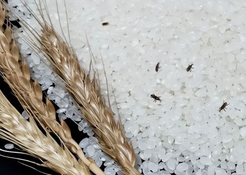 干净的大米为何会长米虫，它们是从哪里来的？米虫不喝水也能活？