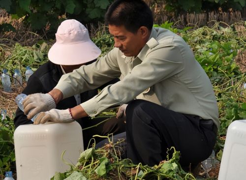 秋天的丝瓜藤别随便砍伐，汁水收集起来150元1斤，有什么用途？