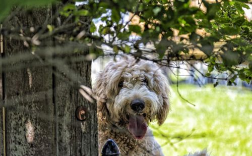 贵宾犬 巨型(贵宾犬和巨型贵宾犬的区别)