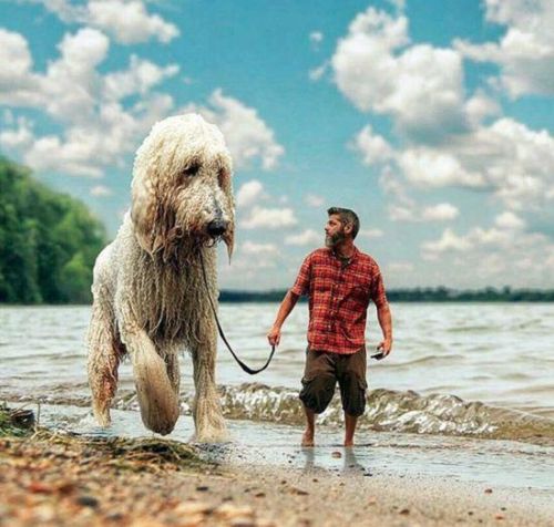 贵宾犬 巨型(贵宾犬和巨型贵宾犬的区别)