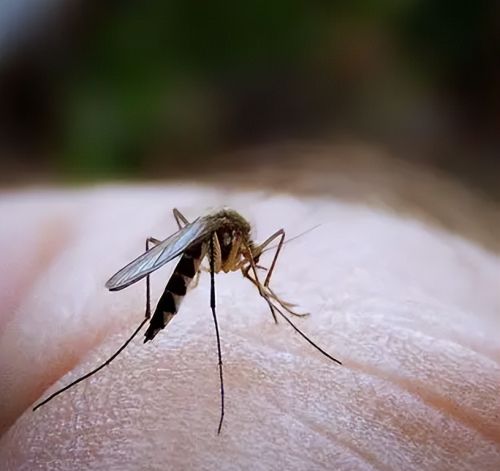 令人咬牙切齿的蚊子，为何感觉今年少了很多？难道蚊子也怕热？