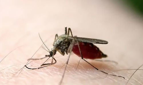 令人咬牙切齿的蚊子，为何感觉今年少了很多？难道蚊子也怕热？