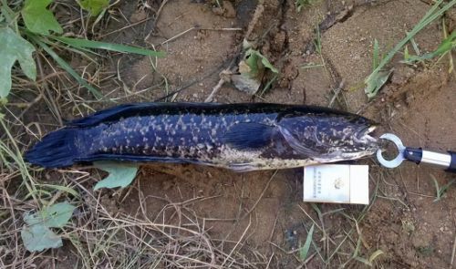 生性凶猛的黑鱼有天敌吗？被称为水中小霸王的它，为何没有泛滥？