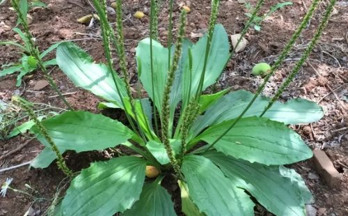 路边熟悉的3种植物，曾是民间极品野菜，可惜常被人当杂草清除