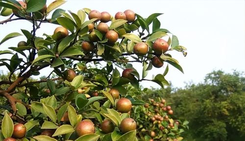 捧为高端食用油的“茶籽油”，为何爱吃的人少了？茶农越来越心凉