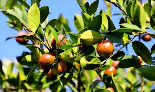 捧为高端食用油的“茶籽油”，为何爱吃的人少了？茶农越来越心凉