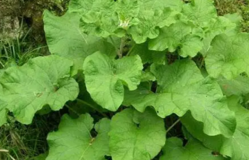 它叫牛蒡，根茎似山药，山里野生的多却很少人吃，出口日本成名蔬