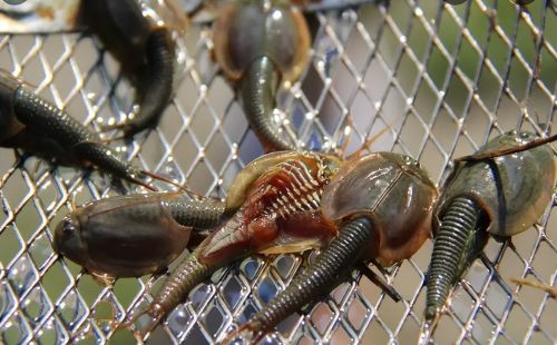 稻田的“三眼恐龙虾”，像鱼又像虾，儿时常捞来喂鸭，它是害虫？