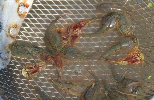 稻田的“三眼恐龙虾”，像鱼又像虾，儿时常捞来喂鸭，它是害虫？