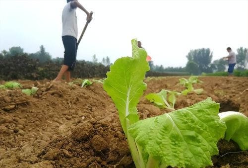 7月能播种香菜了吗？入伏后还有哪些菜能种了？6种蔬菜可放心种了