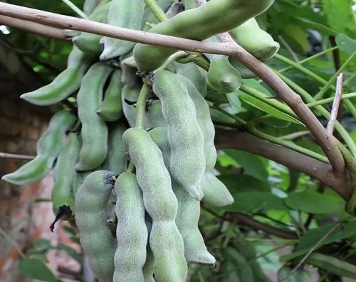 豆荚虽有毒，却在南方风靡一时，如今花钱难买到，想吃就7月播种