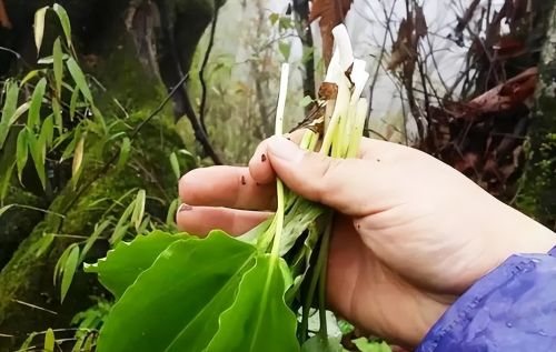 俗称“山韭”，深山里的野生韭菜，遇到要珍惜，记住只摘叶不挖根