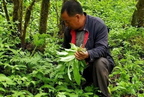 俗称“山韭”，深山里的野生韭菜，遇到要珍惜，记住只摘叶不挖根