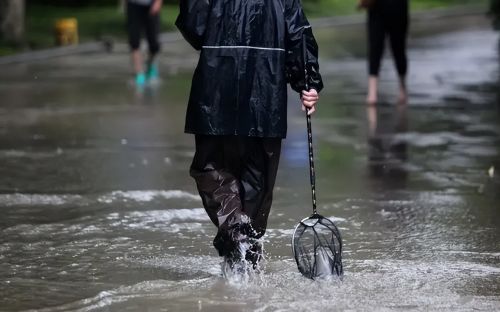 夏天暴雨后会冲出来很多的鱼，常有人冒险捕捞，这鱼还能吃吗？