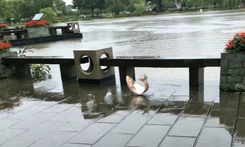 夏天暴雨后会冲出来很多的鱼，常有人冒险捕捞，这鱼还能吃吗？