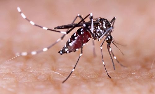 俗称花蚊子，个头不大毒性强，白天也出来咬人，它为何如此凶猛？