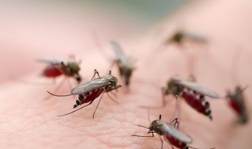 俗称花蚊子，个头不大毒性强，白天也出来咬人，它为何如此凶猛？