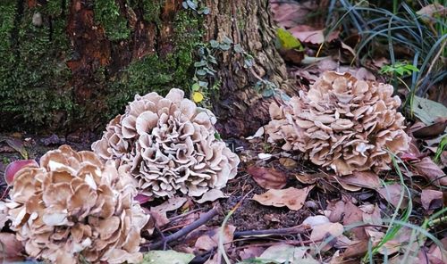 栗蘑：板栗树下的稀有菌类，过去农民怕它出现，如今却被大量种植