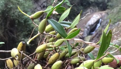 石橄榄：自带“仙气”的植物，记住它的特性，遇到带回去煲汤