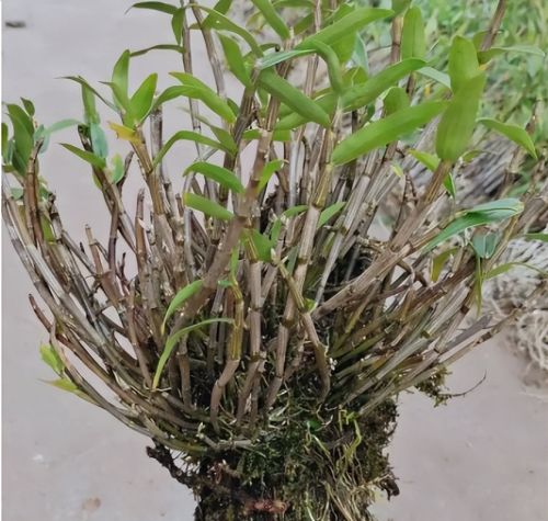 石橄榄：自带“仙气”的植物，记住它的特性，遇到带回去煲汤
