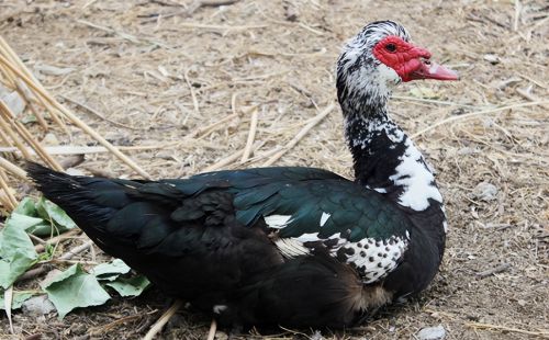 “鸭中贵族”的番鸭，价值远超普通鸭类，为何在农村没大量养殖？