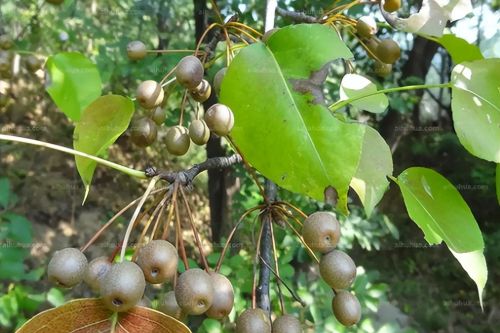 农村哪些植物能泡酒？不要只知道金樱子，还有这6种野生浸酒食材