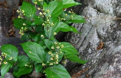 臭黄荆是怎样一种植物？叶子含果胶，能做豆腐和凉粉，遇到请移栽