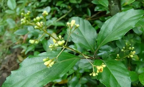 臭黄荆是怎样一种植物？叶子含果胶，能做豆腐和凉粉，遇到请移栽