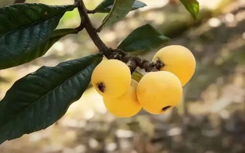 南方特有的水果，被称为“初夏第一果”，甜美可口，5月大量上市