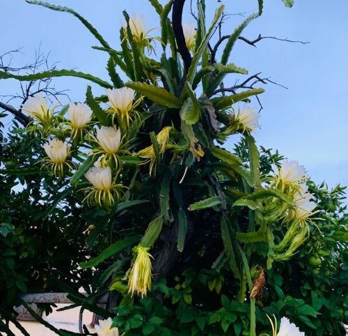 它叫“霸王花”，酷似火龙果的花，能观赏也能做菜，煲汤喝是一绝