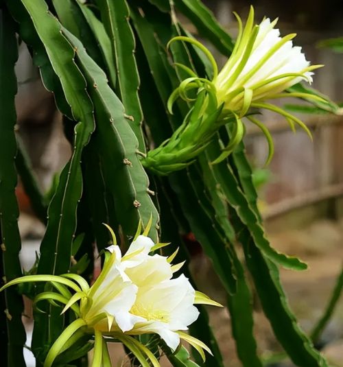 它叫“霸王花”，酷似火龙果的花，能观赏也能做菜，煲汤喝是一绝