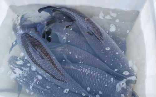 四大家鱼之首的青鱼，为何会被称为“索命鱼”？它有啥可怕之处？