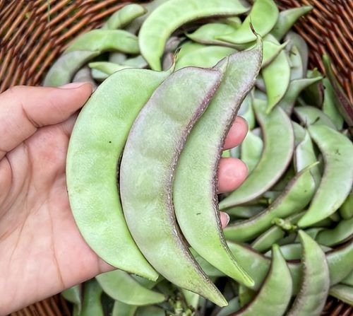 它叫“峨眉豆”，墙角处种几株，一个夏季吃不完，谷雨后别忘种
