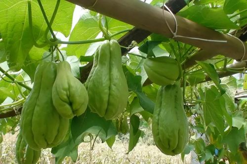 佛手瓜是蔬菜界的“超生大户”，产量高管理粗放，为何很少人种植