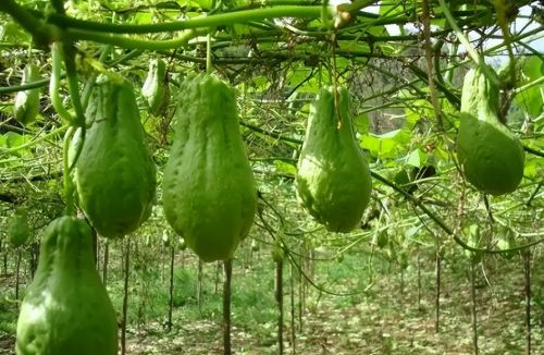 佛手瓜是蔬菜界的“超生大户”，产量高管理粗放，为何很少人种植