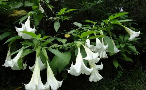 植物中的“毒美人”，6种藏在身边的有毒植物，却常当观赏植物种