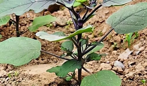 谷雨前后能种哪些菜？8种蔬菜别忘了种，整夏都有吃不完的蔬菜