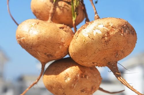 凉薯：和红薯一字之差，是水果也是菜，曾因产量高大量种植