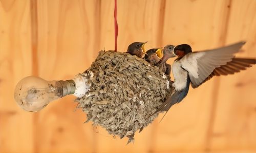 为何燕子都爱来我家屋檐下筑巢？燕子在家筑巢有啥说法？了解一下