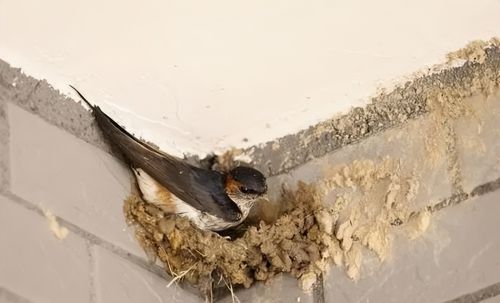 为何燕子都爱来我家屋檐下筑巢？燕子在家筑巢有啥说法？了解一下