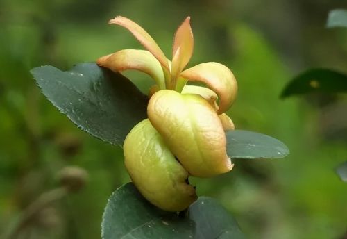 儿时常吃的“茶片”，是油茶树病变的产物？为何现在茶片很少了？