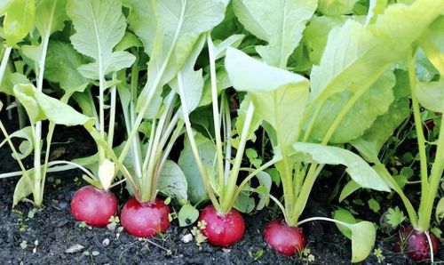 进入4月份，5类蔬菜都可以种植了，想种菜的朋友看看吧