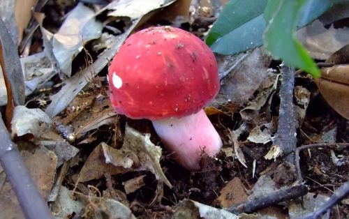 俗称红菇，常被认成毒蘑菇，却被誉为“菇中之王”，价格高攀不起