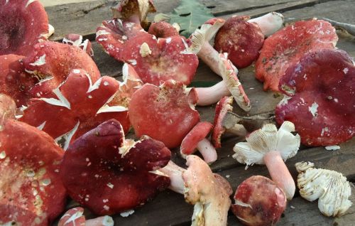 俗称红菇，常被认成毒蘑菇，却被誉为“菇中之王”，价格高攀不起