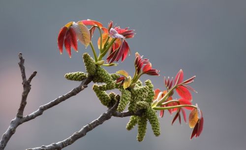 “春天做个花痴也挺好”，7种可以当野菜吃的花，美味又不失营养