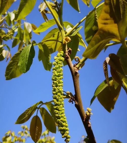 “春天做个花痴也挺好”，7种可以当野菜吃的花，美味又不失营养